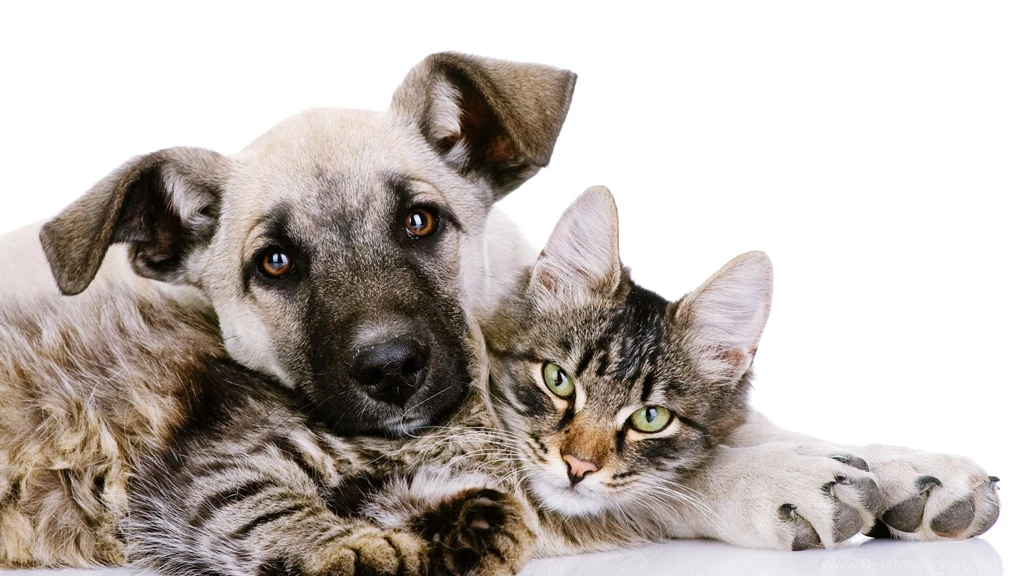 Dog And Cat Wallpapers Wallpapers Cave