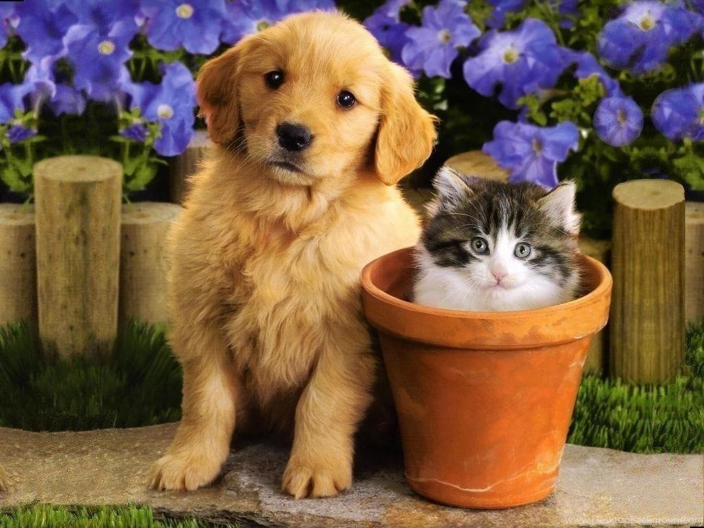 Of Dogs And Cats Together Hd Cat Cute Cat Anime Drawings Wallpapers