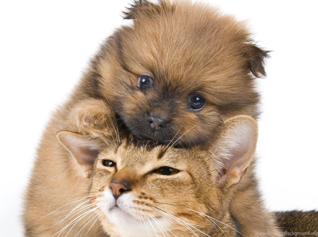 Cats And Dogs Wallpapers Funny Animals. Dog And Cat Wallpapers ...