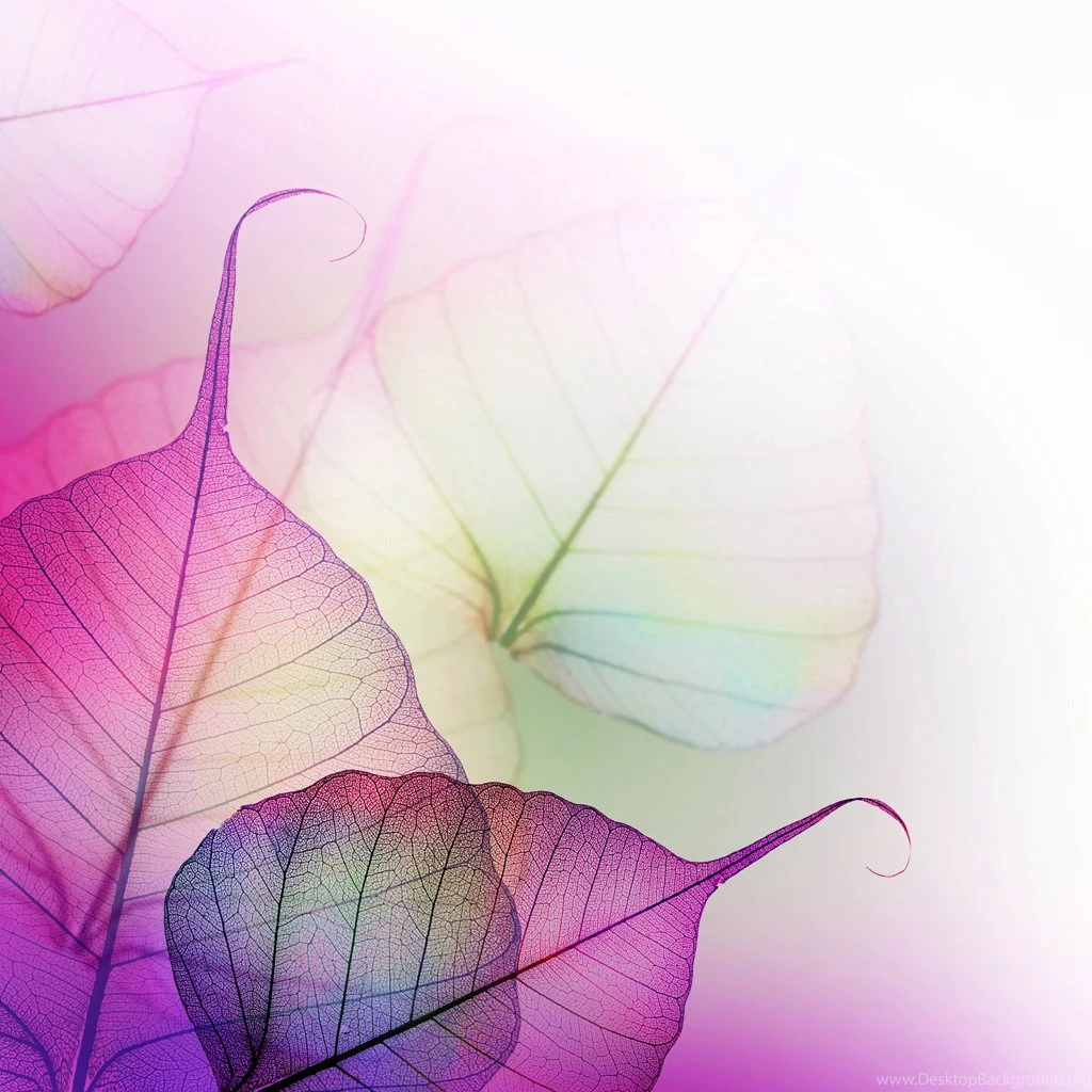 Transparent Leaves The iPad Wallpapers.jpg