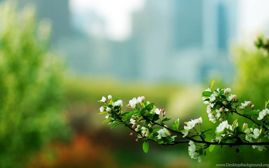 Category: Flowers Gallery Wallpapers ›› Page 0