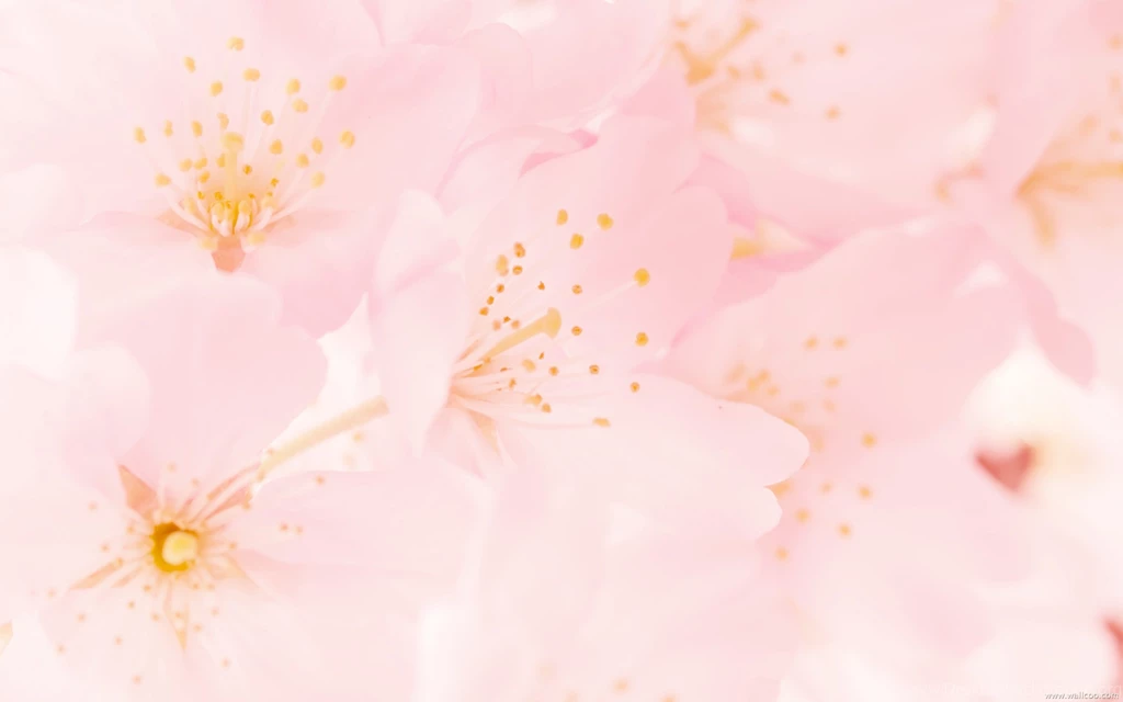 HD Elegant Flower Photography : Dreamy Sweet Wildflowers ...
