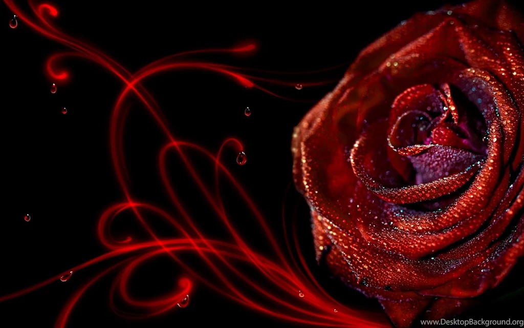 Elegant Rose Wallpapers