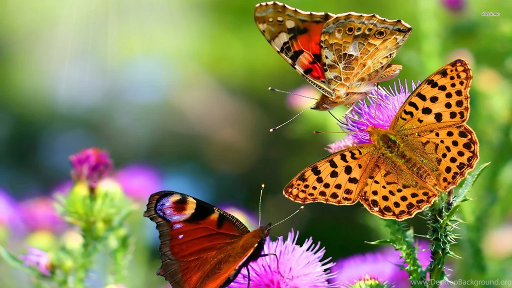HD Purple Animated Butterfly Wallpapers HD Full Size ...