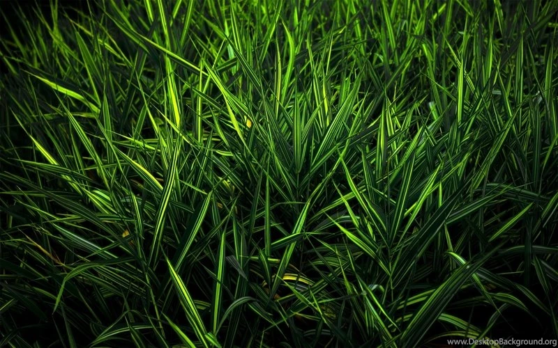 Abstract,night Abstract Night Grass Simple 2560x1600 Wallpapers ...