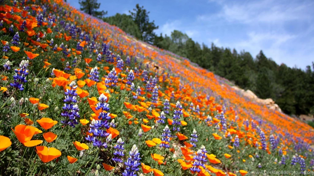 SUMMER LANDSCAPE WALLPAPER (