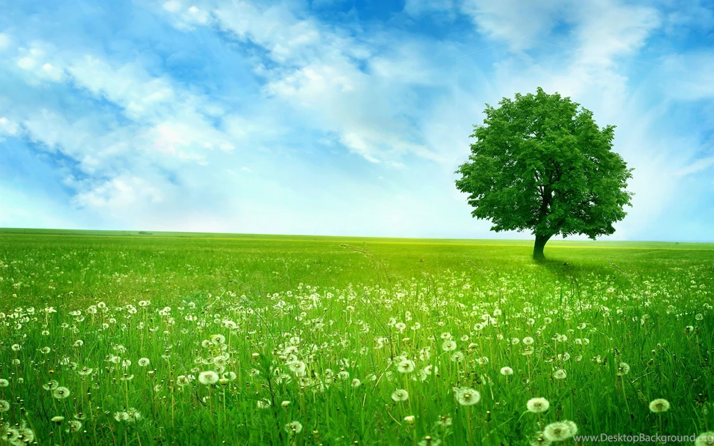 2560x1600 Summer Dandelion Landscape Wallpapers