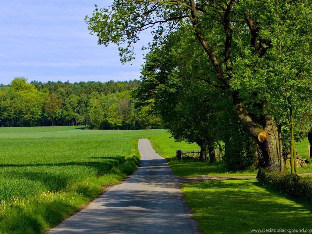 Natural Summer Landscape, Green Grass And Tall Trees, Combine ...