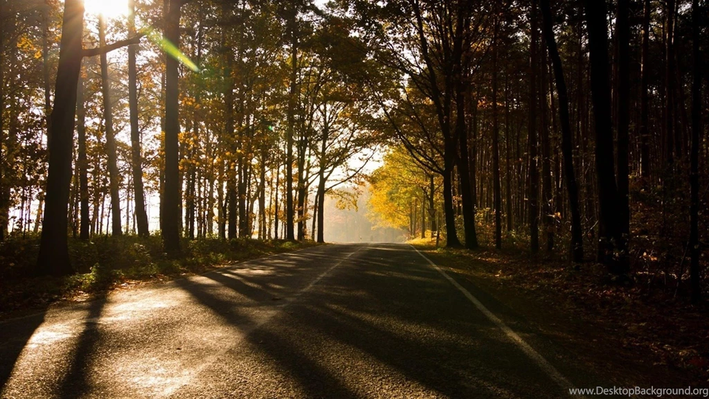 Sunshine Forest Summer Landscape Wallpapers 1920x1080 Wallpapers ...