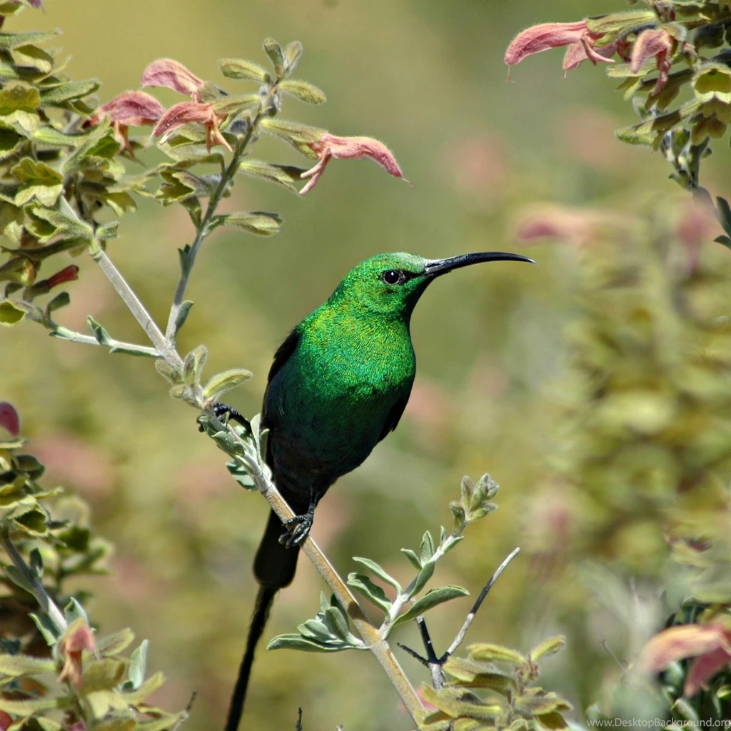 Green Bird Wallpapers : HD Desktop : iPhone : Tablet