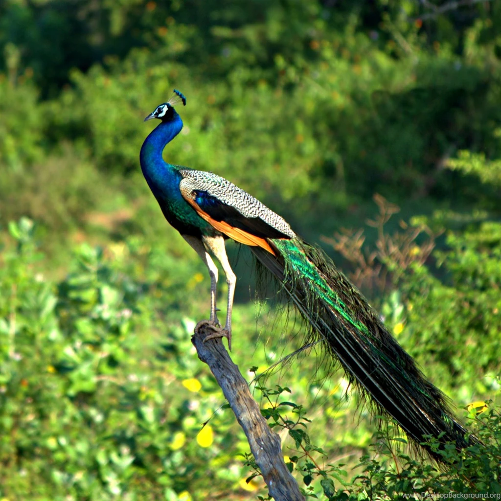 Peacock Wallpapers : HD Desktop : iPhone : Tablet