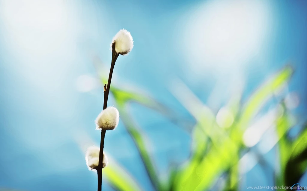 Willow Spring Sunny Day Wallpapers And Images Wallpapers ...