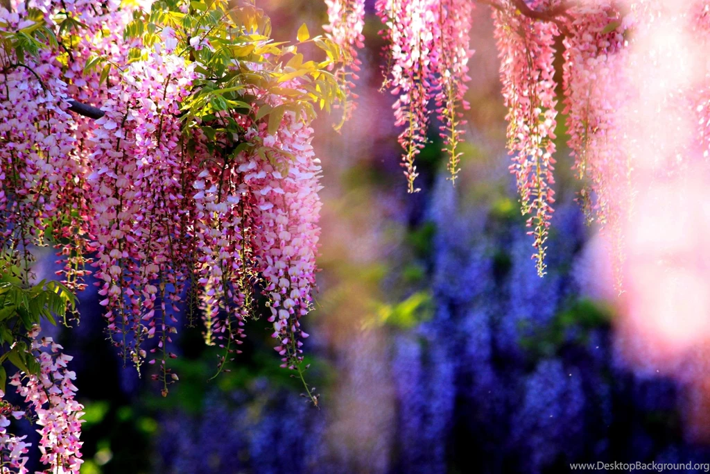 Beautiful, Hydrangea, High, Definition, Wallpaper, Download, Free ...