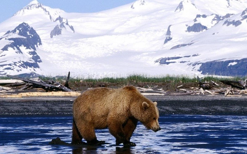 Brown Bear In Alaska Wallpapers Free Desktop Backgrounds And Wallpapers