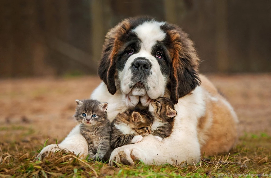 High Quality Saint Bernard Wallpapers