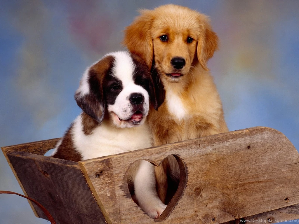 HD St Bernard And Golden Retriever Wallpapers New Post Has Been ...