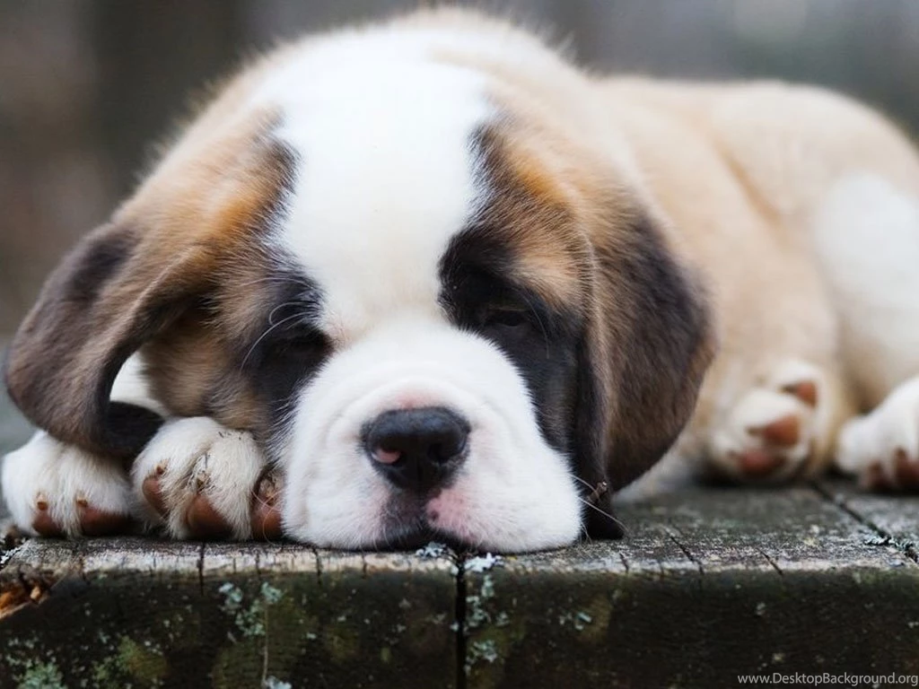 Saint Bernard Black Ridge Kennel