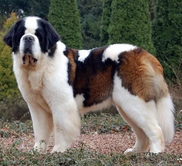 St Bernard Wallpapers