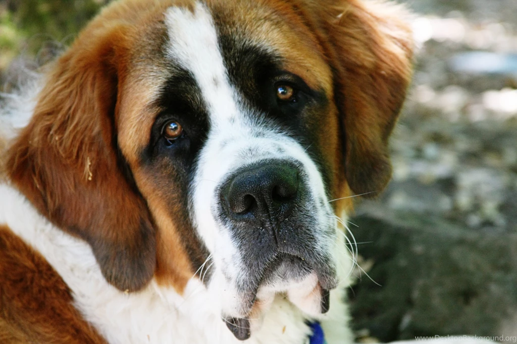 300x271px St Bernard 43.77 KB