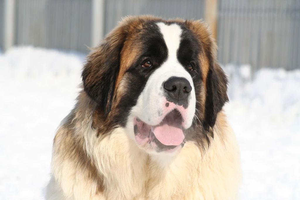 St Bernard Face Tired Snow