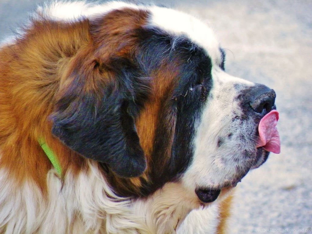 Saint Bernard Wallpapers 1024x768