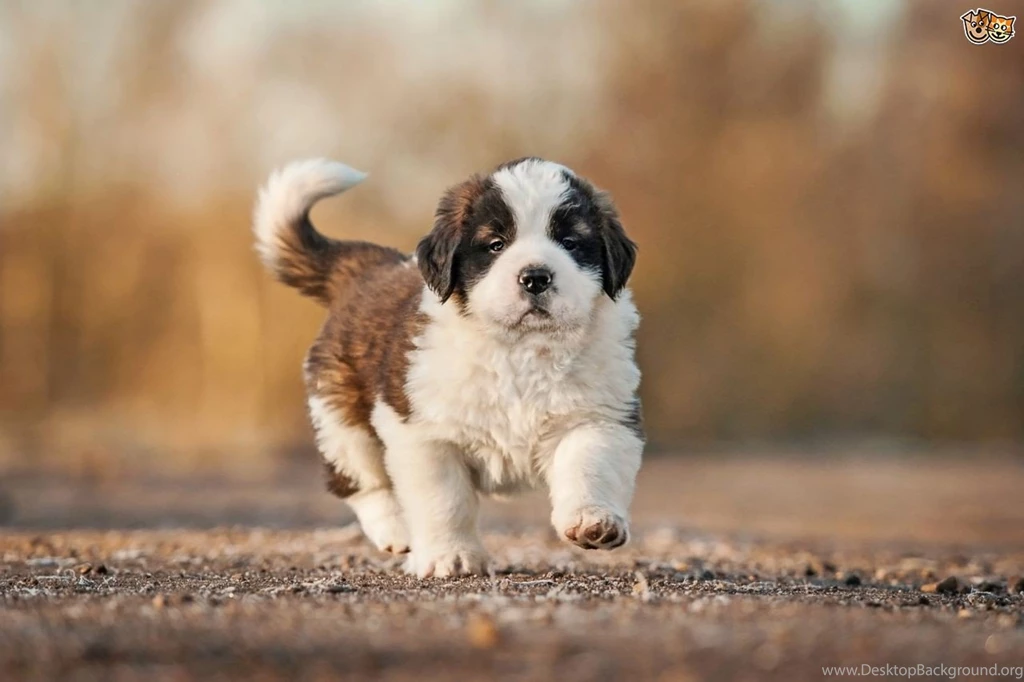 Angle soft Kisses Keep Saint Bernard Puppies As Pet About Pet Life