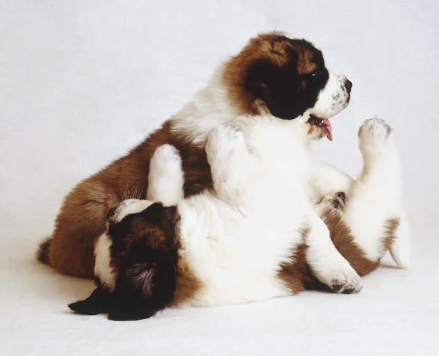 Funny Miniature Saint Bernard Puppies Images