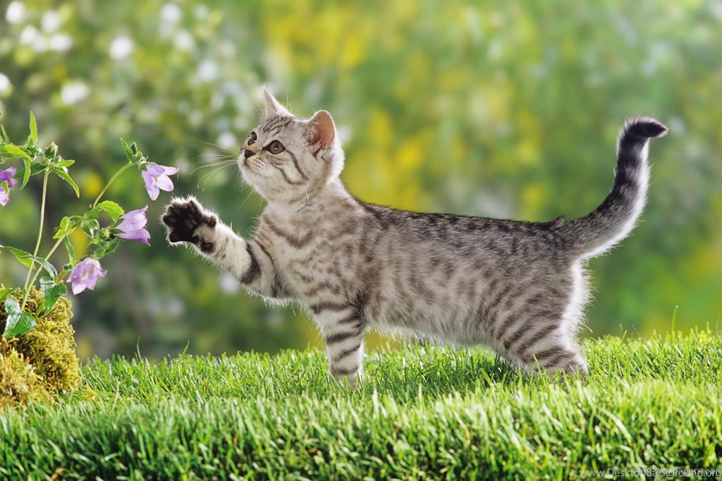 Nature Animals Hd