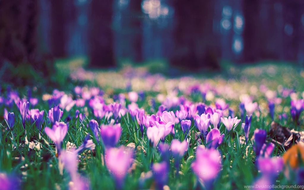 21+ Spring Flower Wallpapers, Flower Backgrounds, Images, Pictures ...