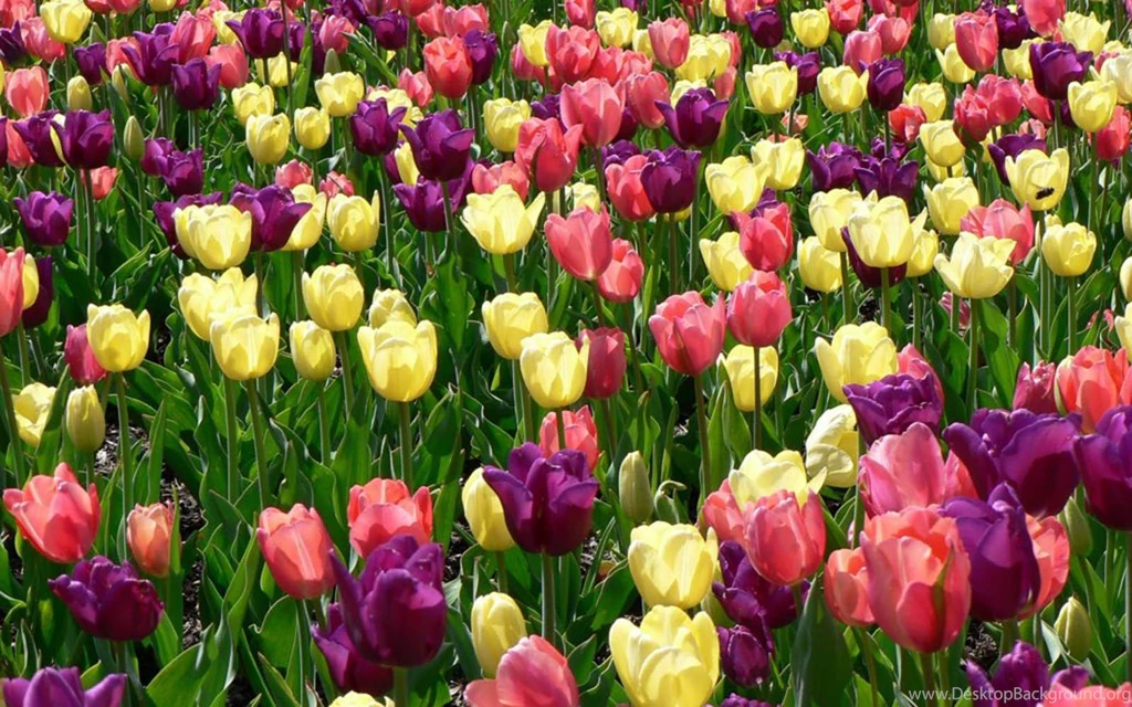 Wallpapers For Spring Flower Backgrounds