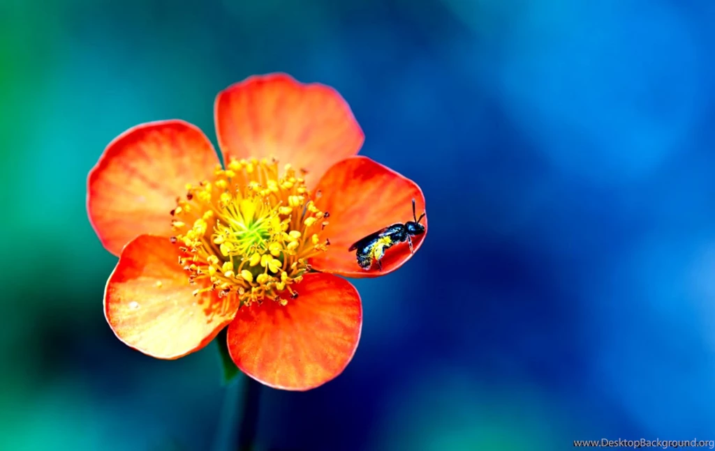Religious Spring Flowers Wallpapers