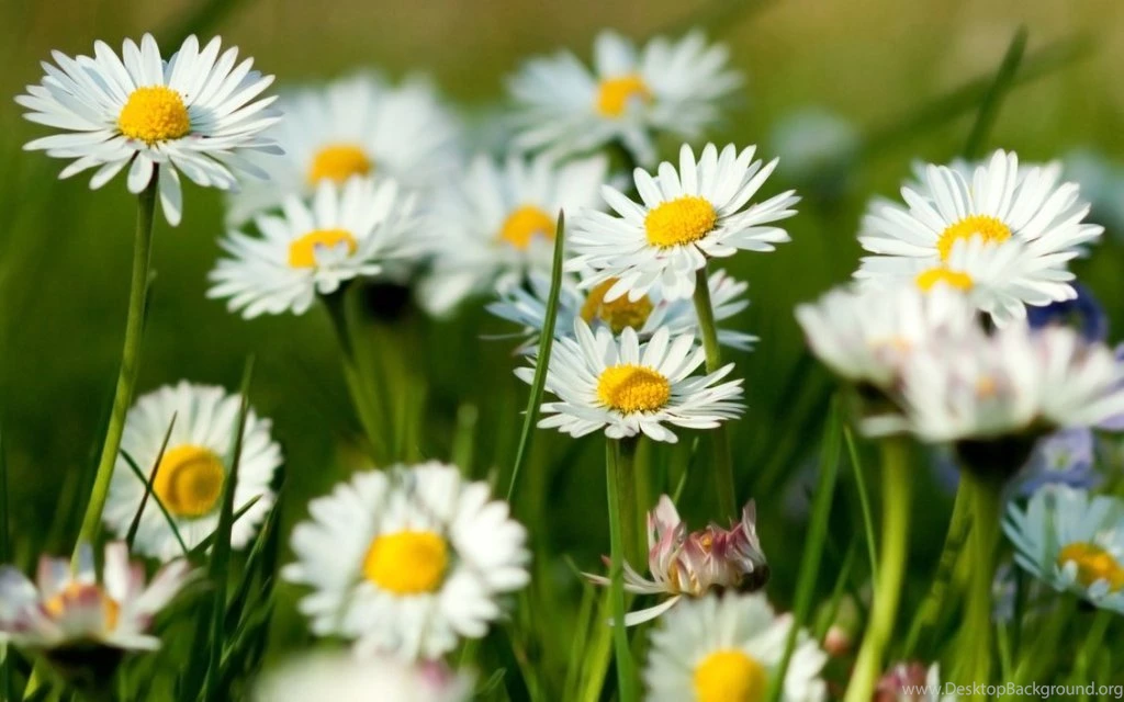 Yellow Spring Flowers Desktop Backgrounds