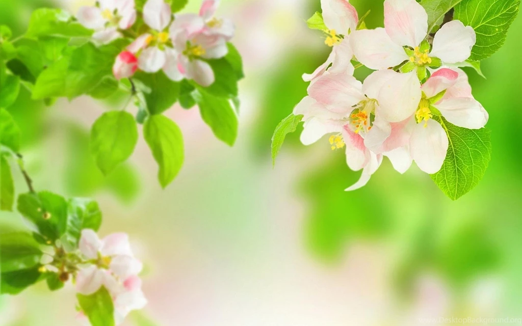 Flowers For Spring Flowers Backgrounds
