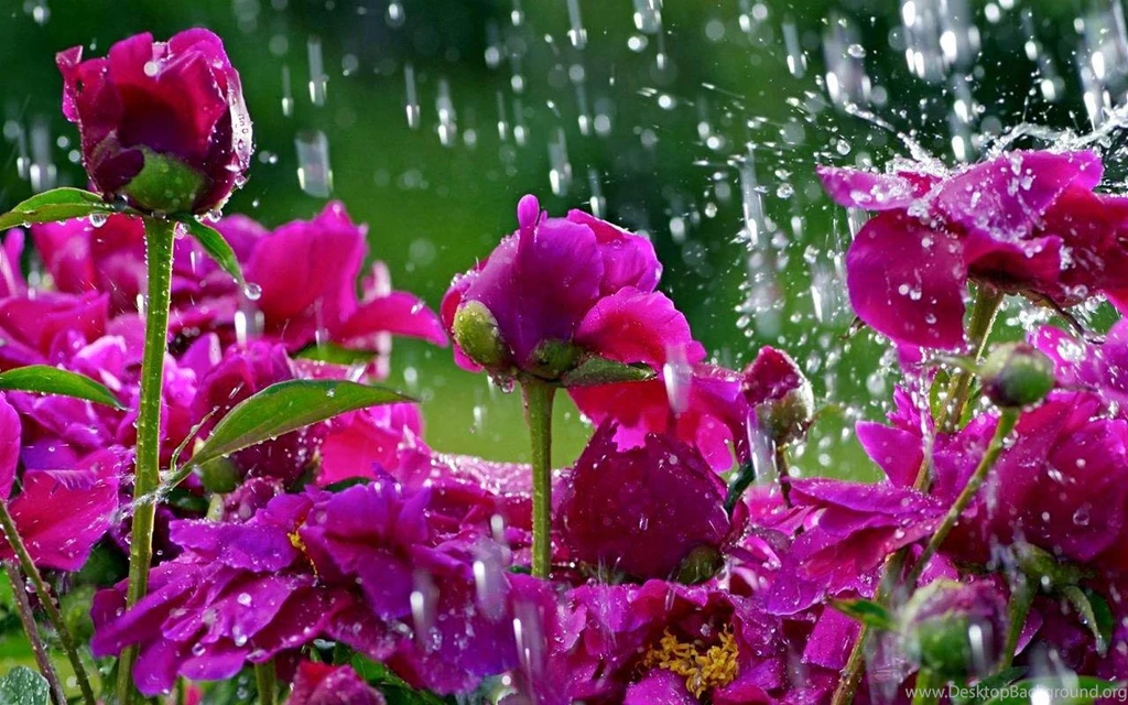 Spring Flower Wallpapers Android Apps On Google Play