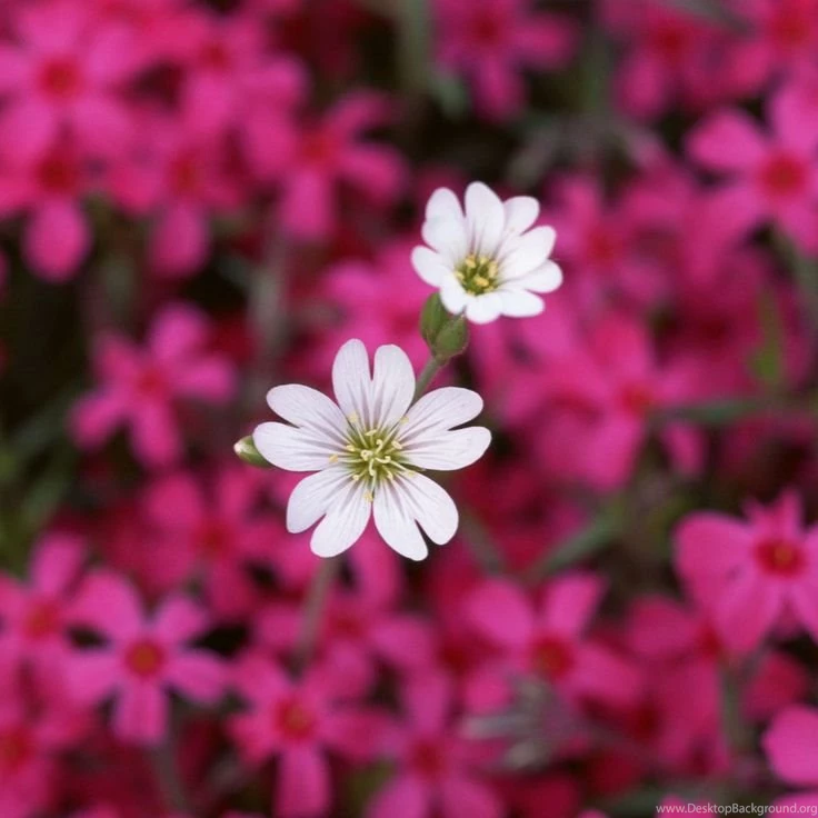 Spring Flowers Backgrounds