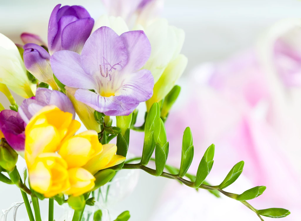 Spring_Flowers_Background 510663260.jpg?m=1456440487