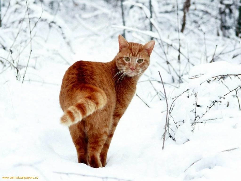 Download Arctic Cat Wallpapers 2010