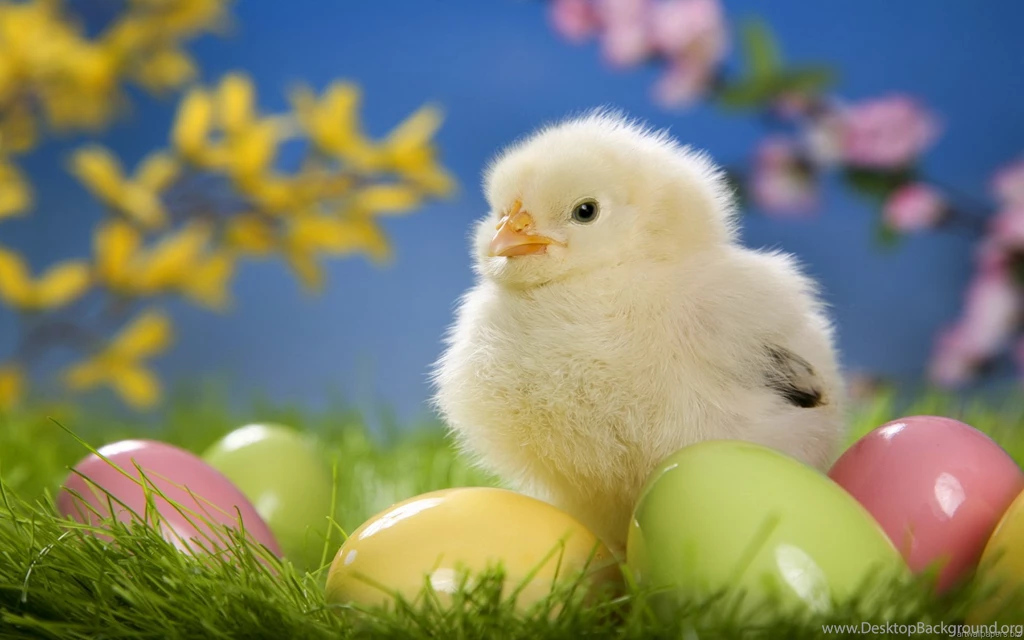 Nature, Animals Wallpapers, Full HD Wallpapers, Widescreen ...