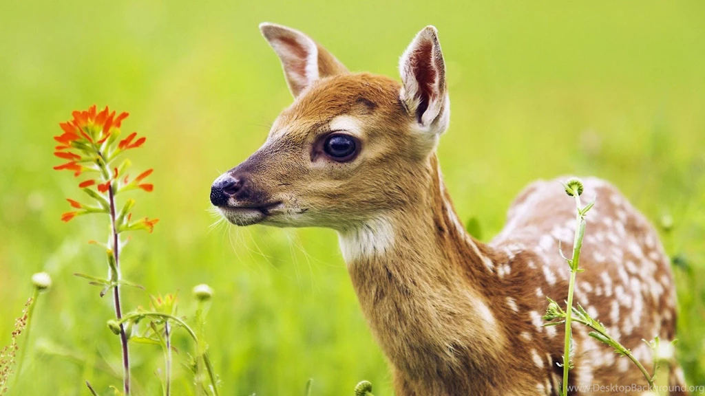 Animals In Nature Wallpapers HD