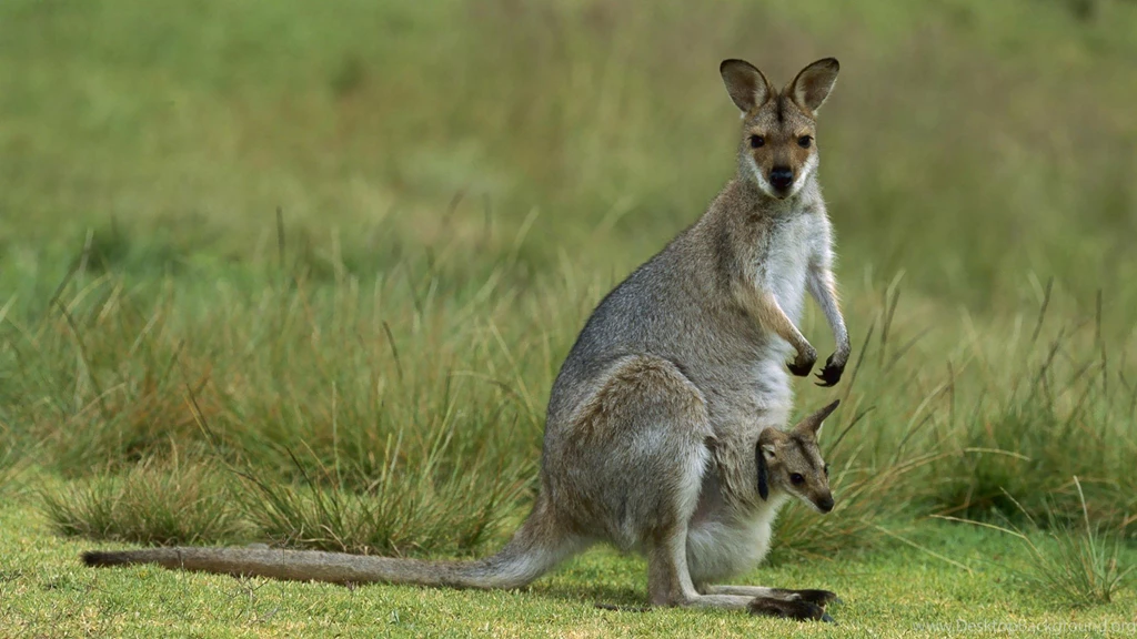 Nature Animals Curious Mammals Kangaroos : Desktop And Mobile ...