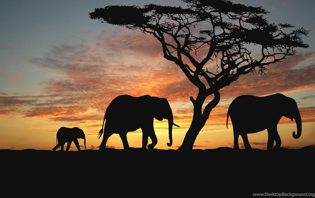 Sunset Africa Elephants Nature Animals Wallpapers Evening Africa ...