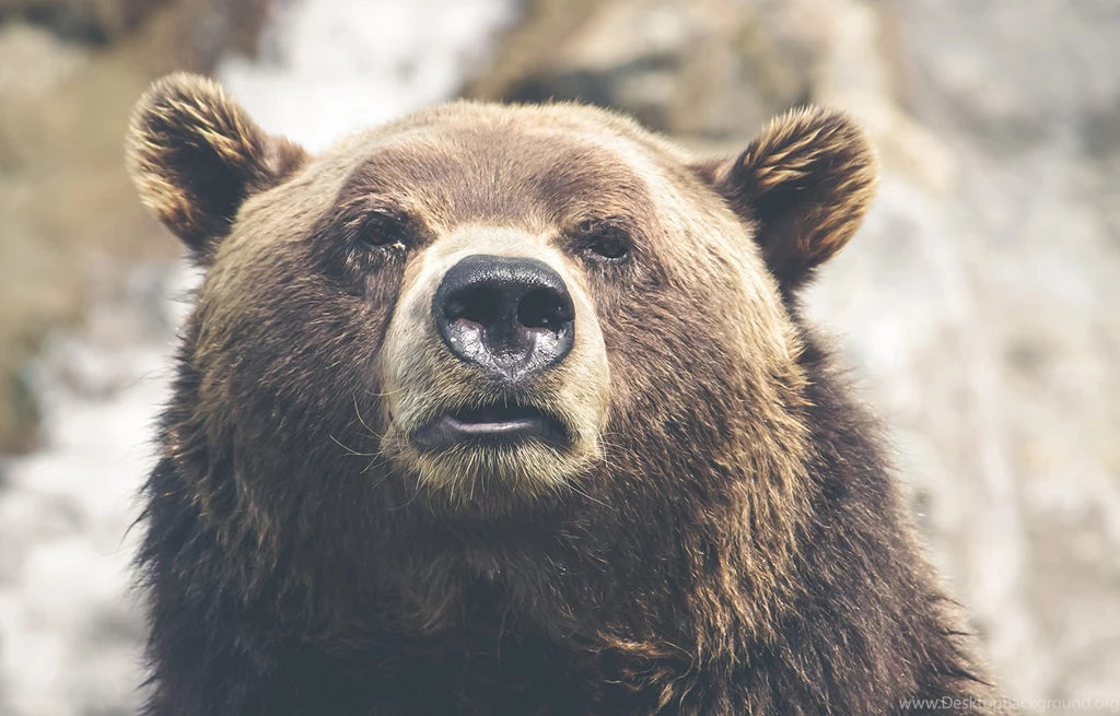 Nature, Animal, Fur, Dangerous, High Quality Animal Photos, Wild ...
