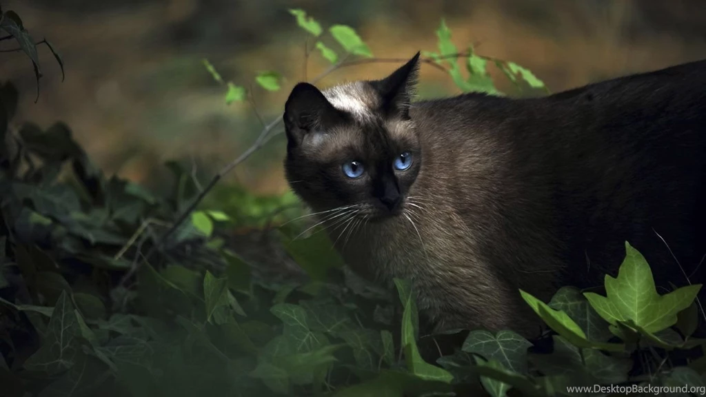 Siamese Kitten Wallpapers Wallpapers Cave
