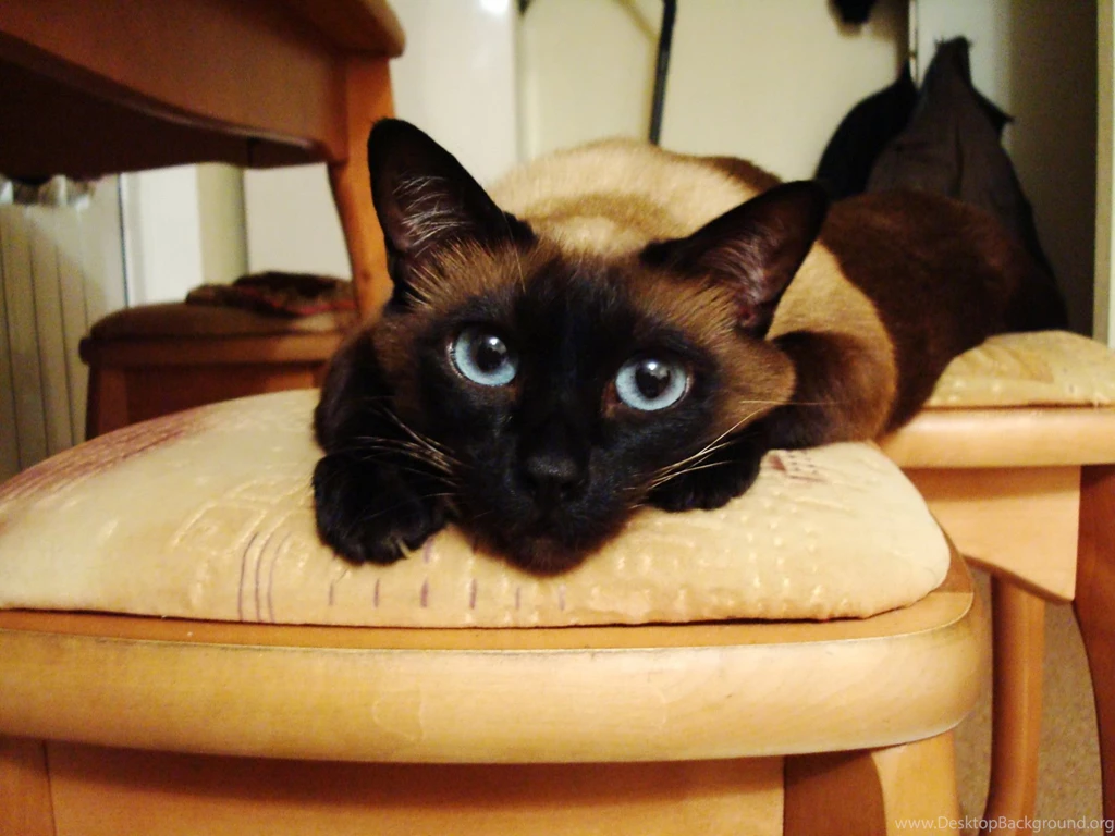 Download Desktop Wallpapers Siamese Cat