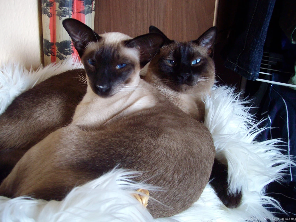 Siamese Cats Siamese Cats Wallpapers (32742363) Fanpop