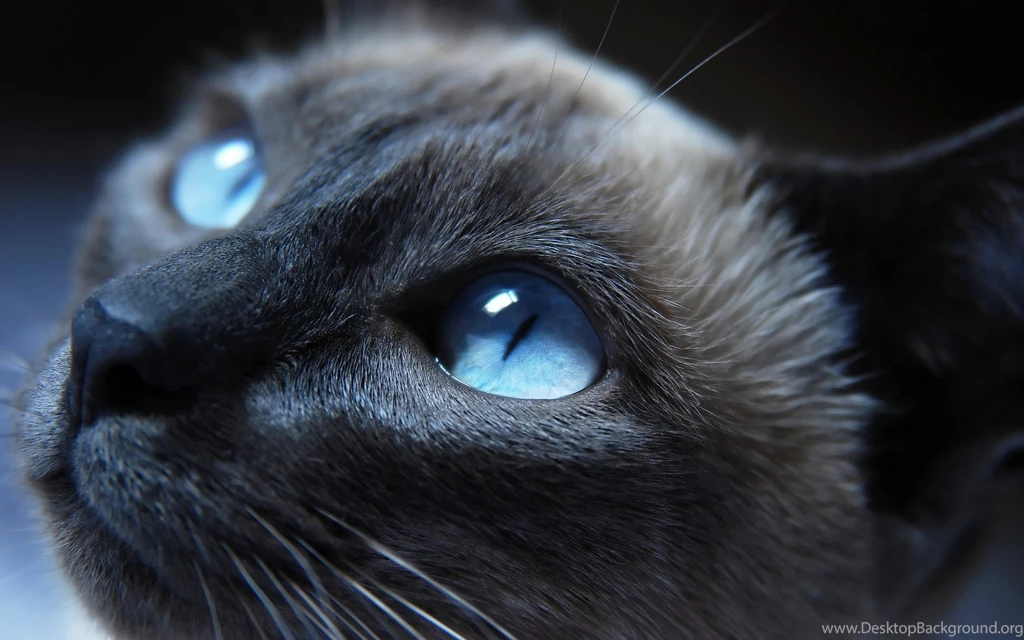 Cat, Siamese Cats, Animals, Blue Eyes Wallpapers HD / Desktop And ...