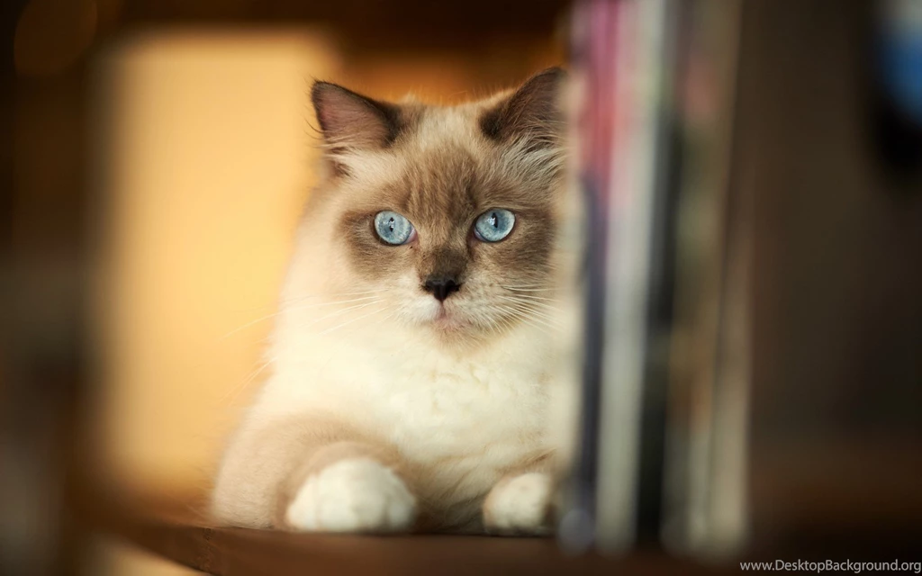 Siamese Cat Iphone Wallpapers About Animals