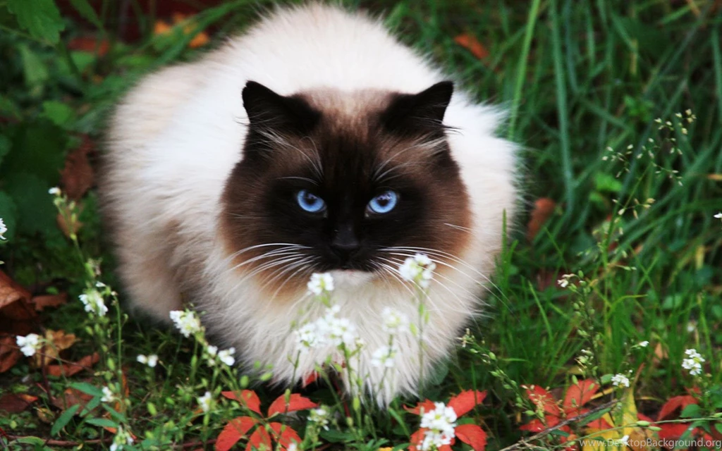 Siamese Cat HD Photography Wallpapers 10 - Animal Wallpapers ...