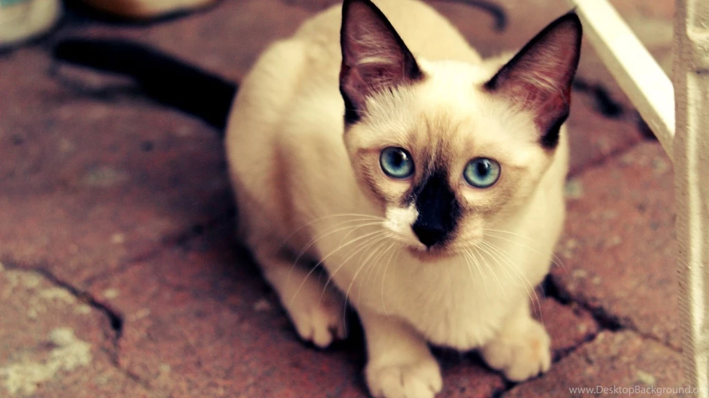 Amazing Cats Breed Siamese Cat Pet Images
