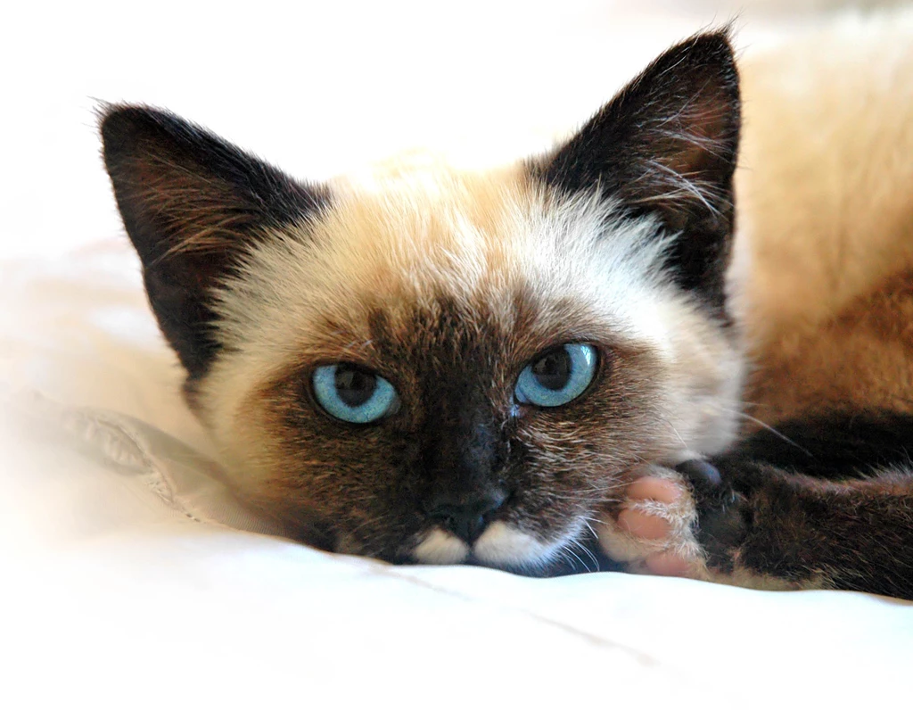 Siamese Cat Tired Wallpapers And Images Wallpapers, Pictures, Photos